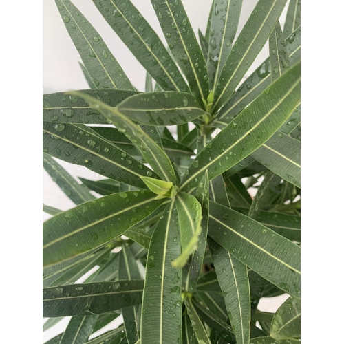 65 - TWO OLEANDER NERIUM SHRUBS SIMPLE WHITE 'SOEUR AGNES' AND SIMPLE RED 'JANNOCH' APPROX 50CM TALL IN 4... 