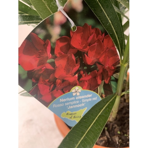 65 - TWO OLEANDER NERIUM SHRUBS SIMPLE WHITE 'SOEUR AGNES' AND SIMPLE RED 'JANNOCH' APPROX 50CM TALL IN 4... 