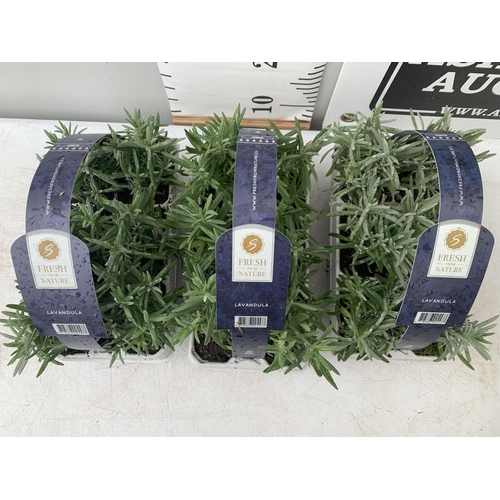 66 - 3 CARRY TRAYS OF PLUG LAVENDERS 18 PLANTS IN TOTAL PLUS VAT TO BE SOLD FOR THE THREE TRAYS