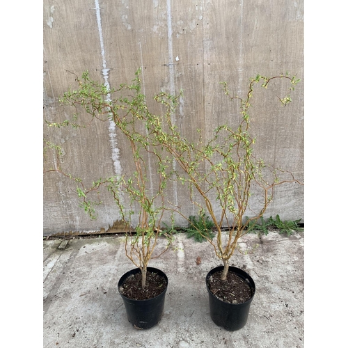 67 - TWO TWISTED WILLOW BUSHES OVER A METRE IN HEIGHT IN 3 LTR POTS PLUS VAT