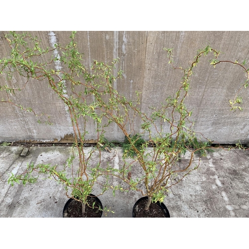 67 - TWO TWISTED WILLOW BUSHES OVER A METRE IN HEIGHT IN 3 LTR POTS PLUS VAT