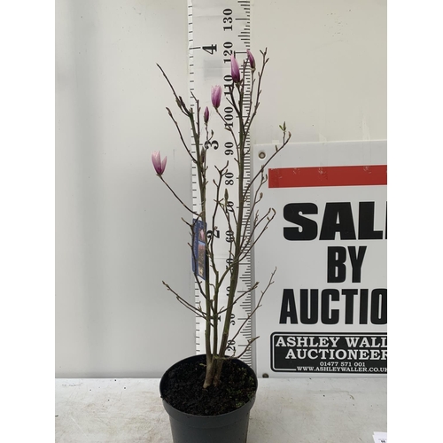 68 - ONE MAGNOLIA PINK 'BETTY' APPROX 120CM IN HEIGHT IN 7 LTR POT PLUS VAT