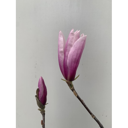 68 - ONE MAGNOLIA PINK 'BETTY' APPROX 120CM IN HEIGHT IN 7 LTR POT PLUS VAT