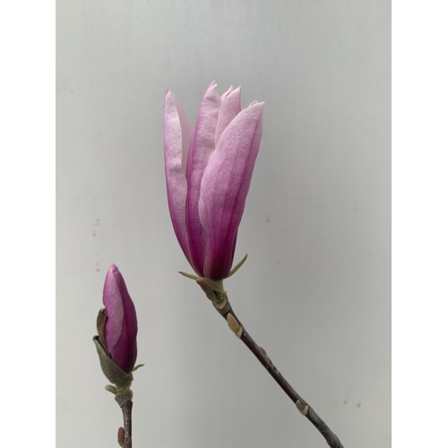 68 - ONE MAGNOLIA PINK 'BETTY' APPROX 120CM IN HEIGHT IN 7 LTR POT PLUS VAT