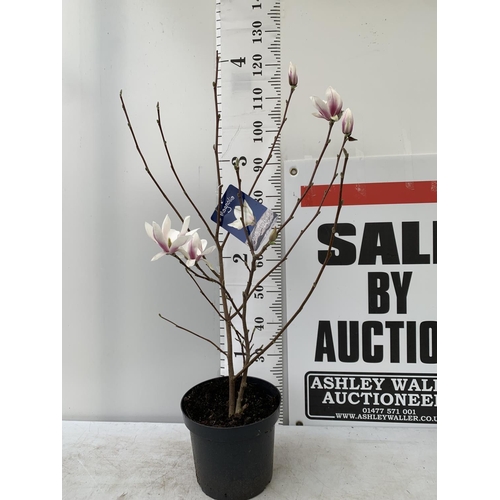 7 - ONE MAGNOLIA SOULANGEANA 'SUPERBA' APPROX 120CM IN HEIGHT IN A 7 LTR POT PLUS VAT