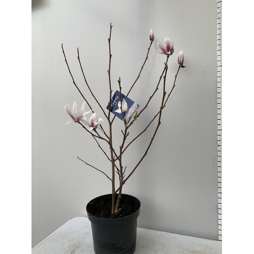 7 - ONE MAGNOLIA SOULANGEANA 'SUPERBA' APPROX 120CM IN HEIGHT IN A 7 LTR POT PLUS VAT