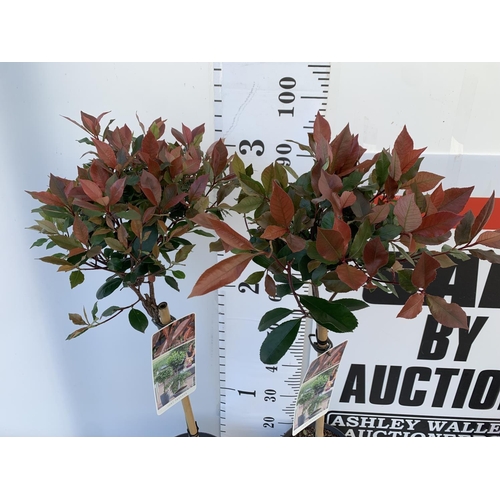 71 - TWO STANDARD PHOTINIA FRASERI LITTLE RED ROBIN TREES IN 3 LTR POTS 90CM TALL PLUS VAT TO BE SOLD FOR... 