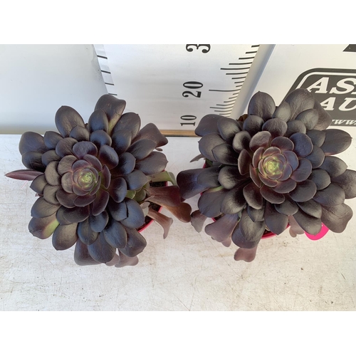 72 - TWO AEONIUM ARBOREUM VELOURS IN 1 LTR POTS 25CM TALL PLUS VAT TO BE SOLD FOR THE TWO