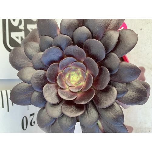 72 - TWO AEONIUM ARBOREUM VELOURS IN 1 LTR POTS 25CM TALL PLUS VAT TO BE SOLD FOR THE TWO