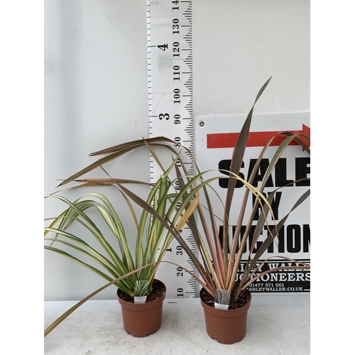 73 - TWO PHORMIUM TENAX 'RAINBOW QUEEN' IN 3 LTR POTS APPROX 1M IN HEIGHT PLUS VAT TO BE SOLD FOR THE TWO