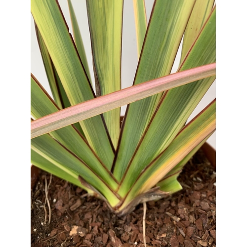 73 - TWO PHORMIUM TENAX 'RAINBOW QUEEN' IN 3 LTR POTS APPROX 1M IN HEIGHT PLUS VAT TO BE SOLD FOR THE TWO