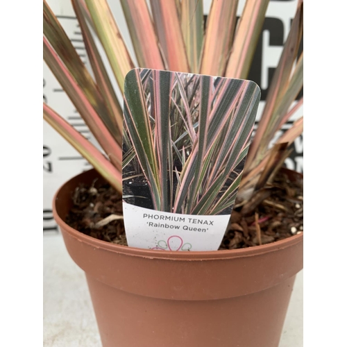 73 - TWO PHORMIUM TENAX 'RAINBOW QUEEN' IN 3 LTR POTS APPROX 1M IN HEIGHT PLUS VAT TO BE SOLD FOR THE TWO