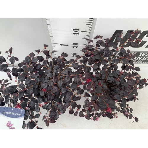 74 - TWO LOROPETALUM CHINESE 'BLACK PEARL' APPROX 45CM IN HEIGHT IN 2 LTR POTS PLUS VAT TO BE SOLD FOR TH... 