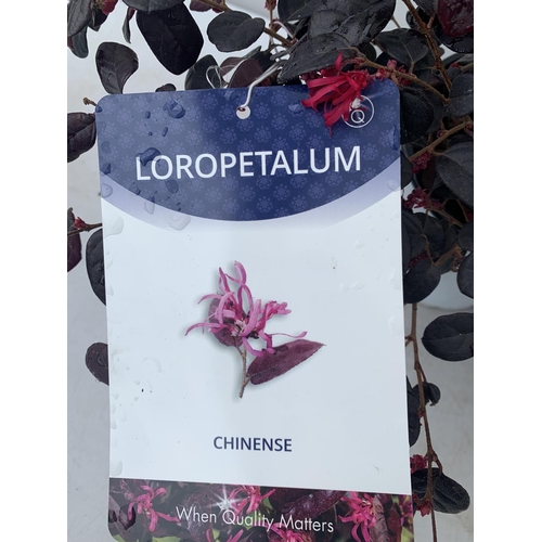 74 - TWO LOROPETALUM CHINESE 'BLACK PEARL' APPROX 45CM IN HEIGHT IN 2 LTR POTS PLUS VAT TO BE SOLD FOR TH... 