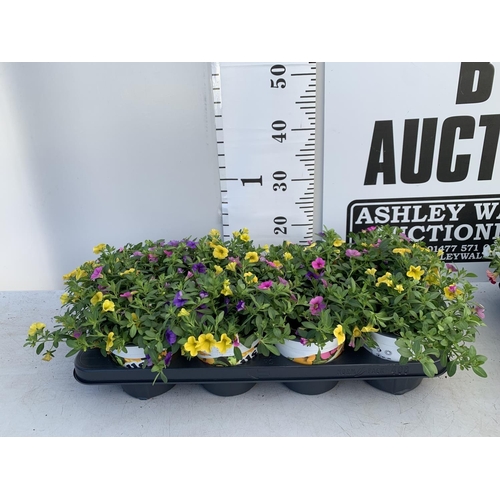 75 - EIGHT POTS CALIBRACHOA TRIOBELLS IN 2 LTR POTS PLUS VAT TO BE SOLD FOR THE EIGHT