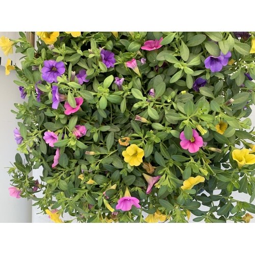 75 - EIGHT POTS CALIBRACHOA TRIOBELLS IN 2 LTR POTS PLUS VAT TO BE SOLD FOR THE EIGHT