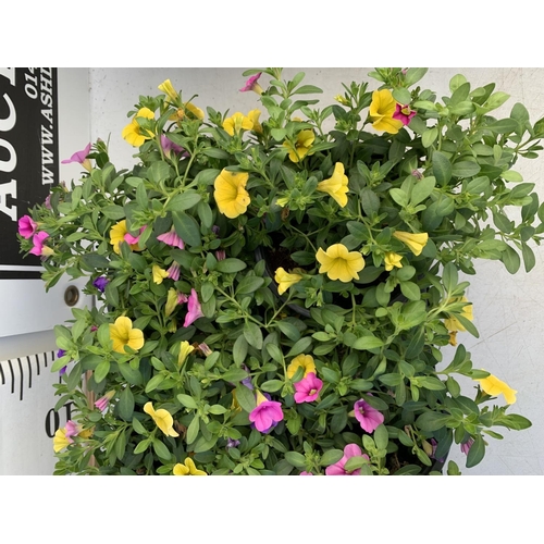 75 - EIGHT POTS CALIBRACHOA TRIOBELLS IN 2 LTR POTS PLUS VAT TO BE SOLD FOR THE EIGHT