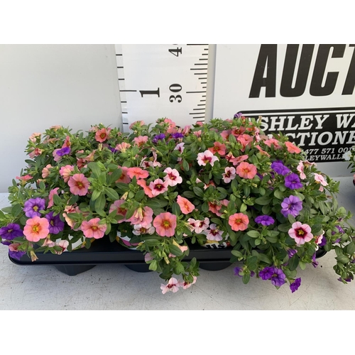 76 - EIGHT POTS CALIBRACHOA TRIOBELLS IN 2 LTR POTS PLUS VAT TO BE SOLD FOR THE EIGHT