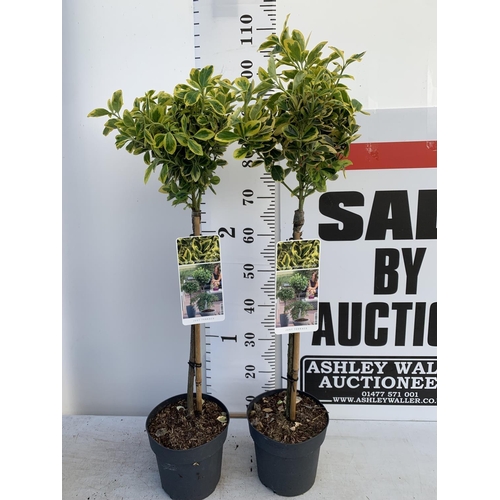 77 - TWO STANDARD EUONYMOUS JAPONICUS MARIEKE IN 3 LTR POTS 90CM TALL PLUS VAT TO BE SOLD FOR THE TWO