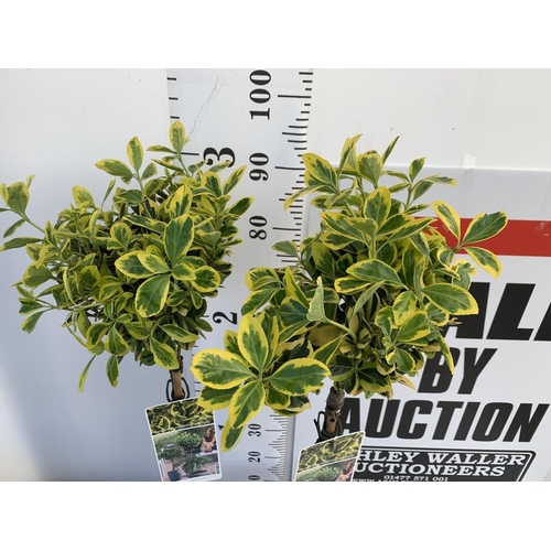 77 - TWO STANDARD EUONYMOUS JAPONICUS MARIEKE IN 3 LTR POTS 90CM TALL PLUS VAT TO BE SOLD FOR THE TWO