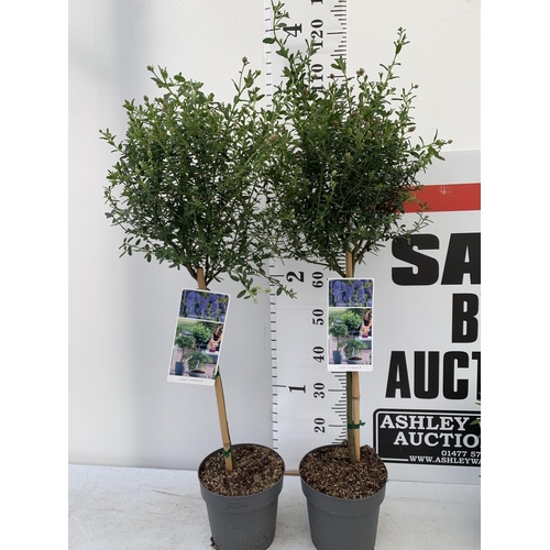 78 - TWO STANDARD CEANOTHUS CONCHA IN 3 LTR POTS OVER 100CM PLUS VAT TO BE SOLD FOR THE TWO