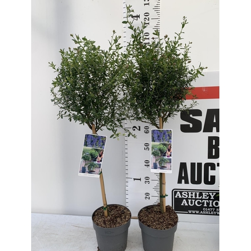 78 - TWO STANDARD CEANOTHUS CONCHA IN 3 LTR POTS OVER 100CM PLUS VAT TO BE SOLD FOR THE TWO