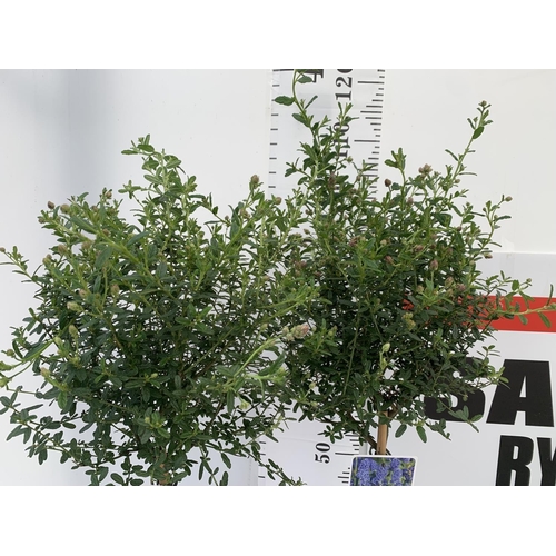 78 - TWO STANDARD CEANOTHUS CONCHA IN 3 LTR POTS OVER 100CM PLUS VAT TO BE SOLD FOR THE TWO