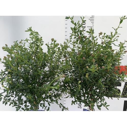 78 - TWO STANDARD CEANOTHUS CONCHA IN 3 LTR POTS OVER 100CM PLUS VAT TO BE SOLD FOR THE TWO