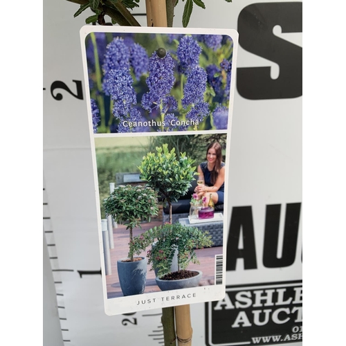 78 - TWO STANDARD CEANOTHUS CONCHA IN 3 LTR POTS OVER 100CM PLUS VAT TO BE SOLD FOR THE TWO