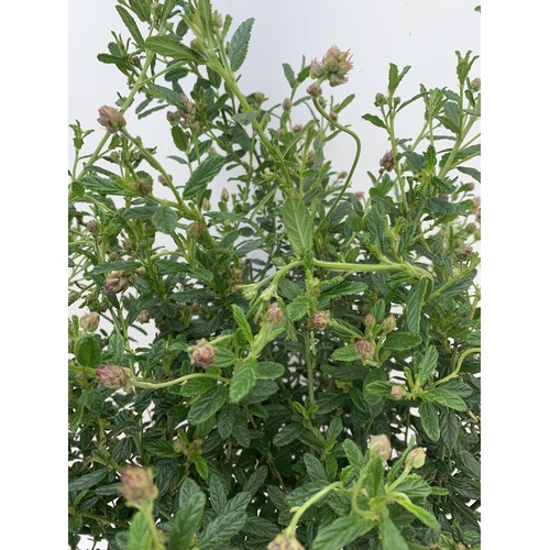 78 - TWO STANDARD CEANOTHUS CONCHA IN 3 LTR POTS OVER 100CM PLUS VAT TO BE SOLD FOR THE TWO