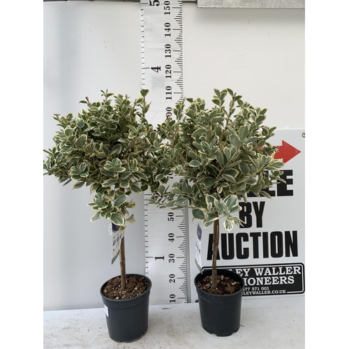 8 - TWO EUONYMUS JAPONICUS STANDARD TREES APPROX 110CM IN HEIGHT IN 5 LTR POTS PLUS VAT TO BE SOLD FOR T... 