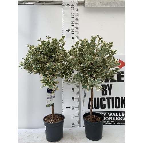 8 - TWO EUONYMUS JAPONICUS STANDARD TREES APPROX 110CM IN HEIGHT IN 5 LTR POTS PLUS VAT TO BE SOLD FOR T... 