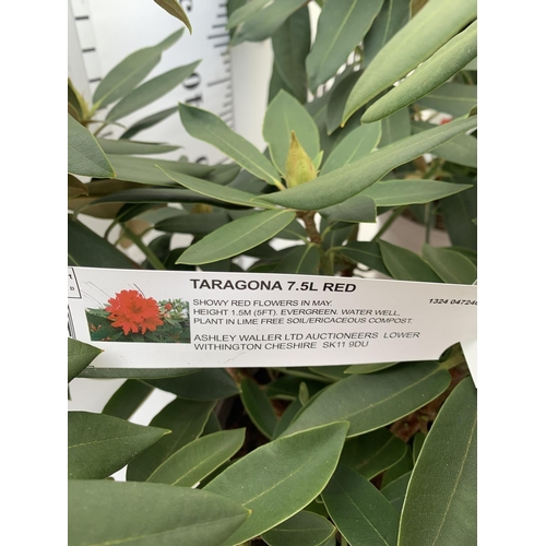 80 - TWO RHODODENDRONS TARAGONA RED IN 7.5 LTR POTS APPROX 70CM IN HEIGHT PLUS VAT TO BE SOLD FOR THE TWO