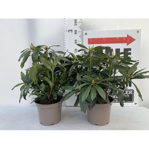 83 - TWO RHODODENDRONS MADAME MASSON WHITE IN 7.5 LTR POTS APPROX 70CM IN HEIGHT PLUS VAT TO BE SOLD FOR ... 