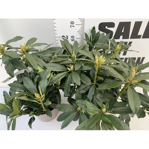 83 - TWO RHODODENDRONS MADAME MASSON WHITE IN 7.5 LTR POTS APPROX 70CM IN HEIGHT PLUS VAT TO BE SOLD FOR ... 