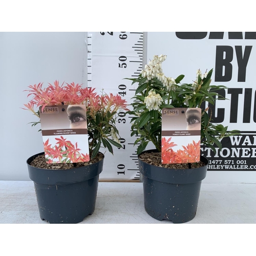 85 - TWO PIERIS JAPONICA FORSET FLAME AND FLAMING SILVER  IN 3 LTR POTS 40CM TALL PLUS VAT TO BE SOLD FOR... 