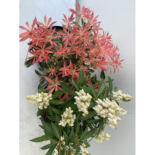 85 - TWO PIERIS JAPONICA FORSET FLAME AND FLAMING SILVER  IN 3 LTR POTS 40CM TALL PLUS VAT TO BE SOLD FOR... 