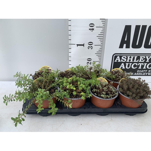 86 - EIGHT MIXED SEDUMS ON A TRAY IN 2 LTR POTS PLUS VAT TO BE SOLD FOR THE EIGHT