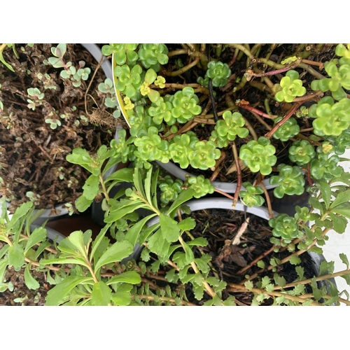 86 - EIGHT MIXED SEDUMS ON A TRAY IN 2 LTR POTS PLUS VAT TO BE SOLD FOR THE EIGHT