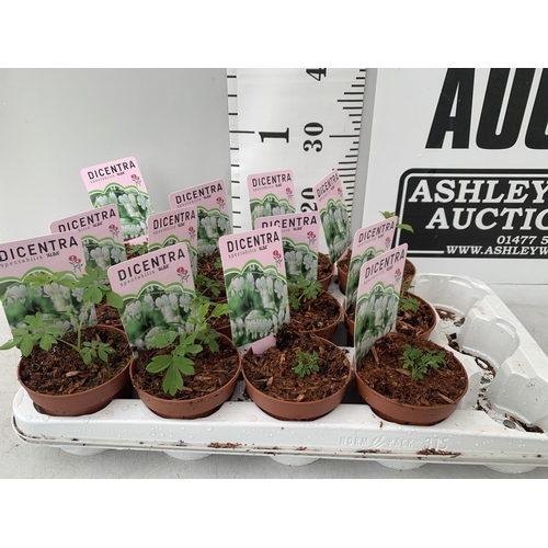 87 - TWELVE DIECENTRA SPECTABILIS WHITE 'ALBA' ON A TRAY PLUS VAT TO BE SOLD FOR THE TWELVE