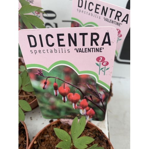 88 - TWELVE DIECENTRA SPECTABILIS 'VALENTINE' RED ON A TRAY PLUS VAT TO BE SOLD FOR THE TWELVE