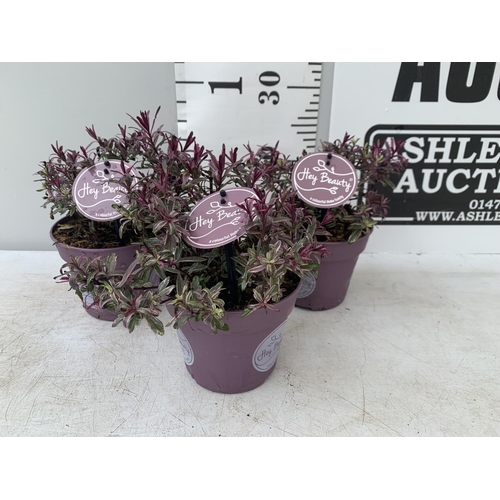 89 - THREE PURPLE HEBES 'HEY BEAUTY' IN 1 LTR POTS PLUS VAT TO BE SOLD FOR THE THREE