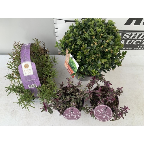 90 - MIXED LOT OF PLANTS - ONE BUXUS SEMPERVIRENS IN A 2 LTR POT, SIX ROSEMARY PLUG PLANTS IN A CARRY TRA... 