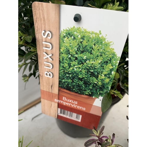 90 - MIXED LOT OF PLANTS - ONE BUXUS SEMPERVIRENS IN A 2 LTR POT, SIX ROSEMARY PLUG PLANTS IN A CARRY TRA... 