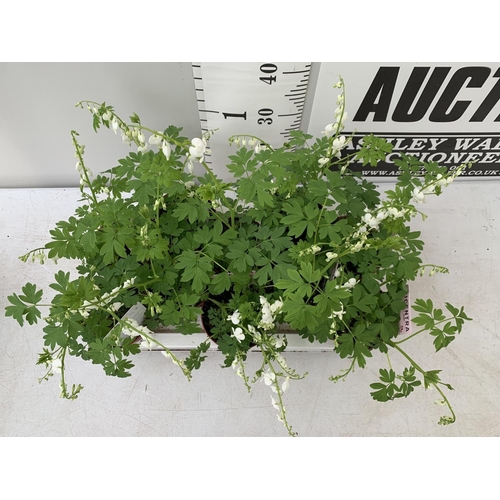 93 - TEN DICENTRA SPECTABILIS 'ALBA' WHITE ON A TRAY PLUS VAT TO BE SOLD FOR THE TEN