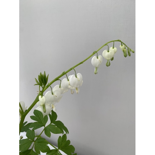 93 - TEN DICENTRA SPECTABILIS 'ALBA' WHITE ON A TRAY PLUS VAT TO BE SOLD FOR THE TEN