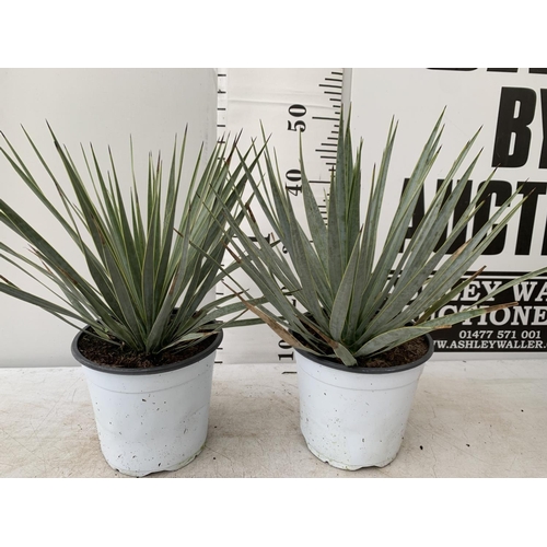 95 - TWO YUCCA ROSTRATA APPROX 50CM IN HEIGHT IN 2 LTR POTS PLUS VAT TO BE SOLD FOR THE TWO