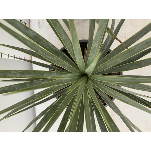 95 - TWO YUCCA ROSTRATA APPROX 50CM IN HEIGHT IN 2 LTR POTS PLUS VAT TO BE SOLD FOR THE TWO