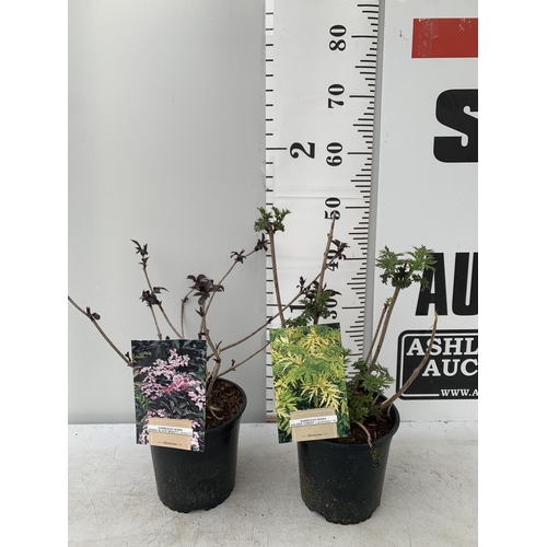 96 - TWO SAMBUCUS NIGRA 'GOLDEN TOWER' AND 'BLACK BEAUTY' IN 2 LTR POTS APPROX 50CM IN HEIGHT PLUS VAT TO... 