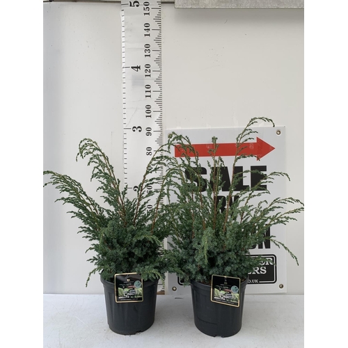 97 - TWO JUNIPERUS CHINENSIS 'BLUE ALPS' IN 7 LTR POTS APPROX 1 METRE IN HEIGHT PLUS VAT TO BE SOLD FOR T... 